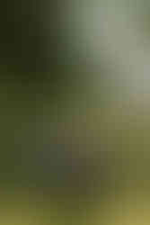 Cérémonie laïque dans un parc baigné de soleil en plein été