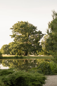 Cérémonie laïque dans un parc baigné de soleil en plein été