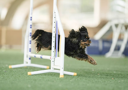 Hund på kontaktfält