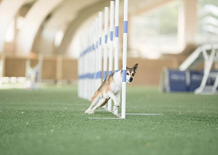 Hund på kontaktfält