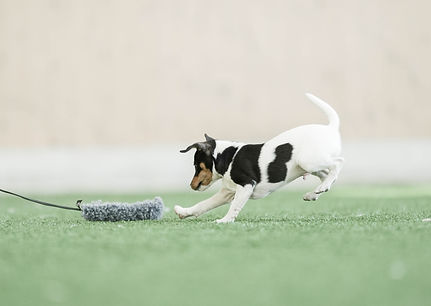 Hund på kontaktfält