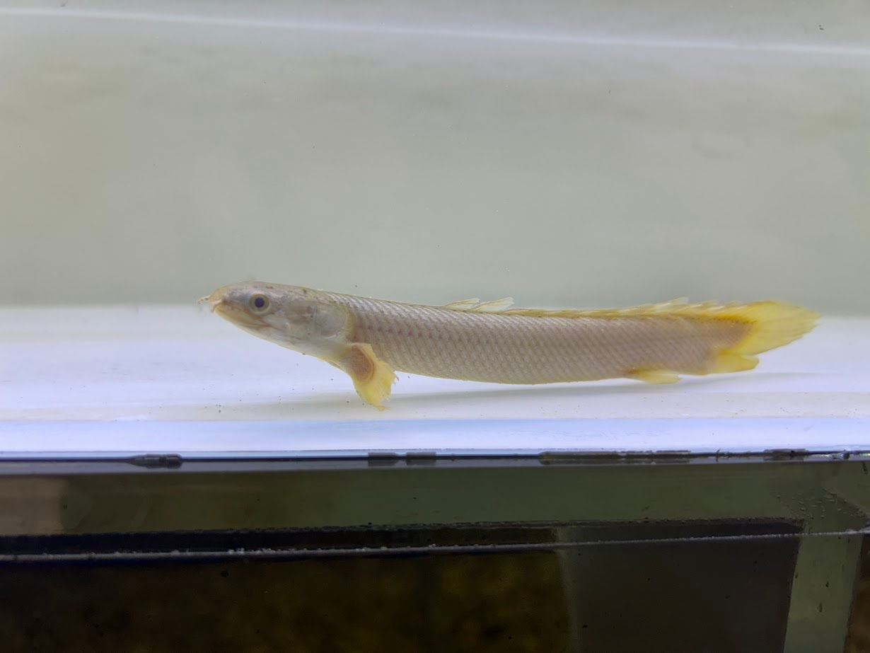 Platinum Snow Senegal Birchir