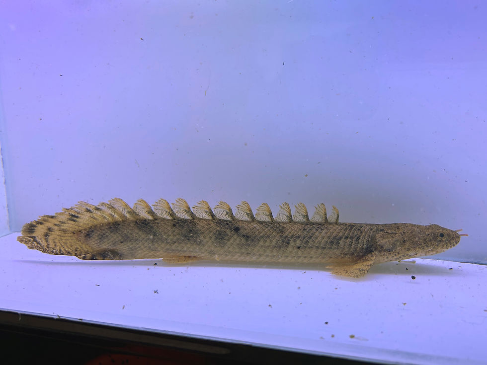 Thumbnail: XL Polypterus Enlicheri 