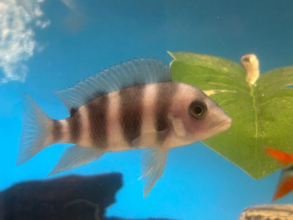 Thumbnail: Blue Moba Frontosa 