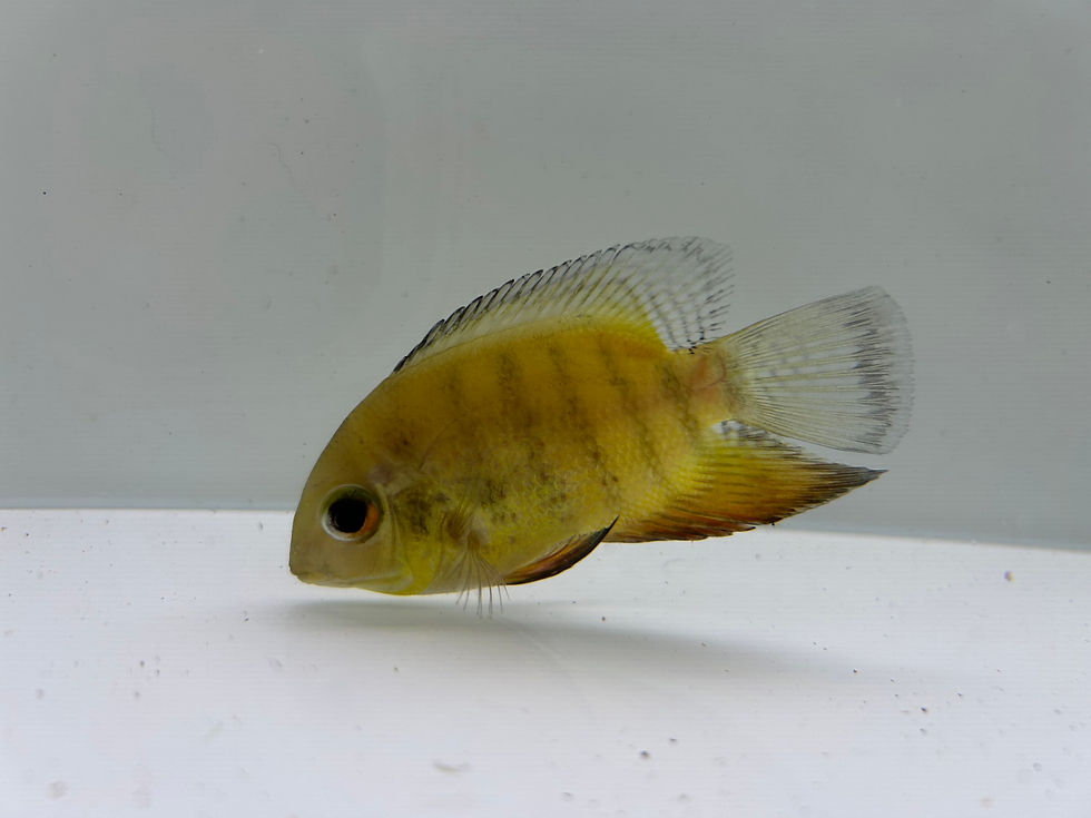 Thumbnail: Heros Sp. Inirida