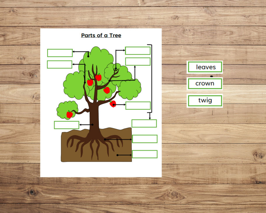 Parts of a Tree Bundle | Description Cards, Nomenclature Cards, Worksheets