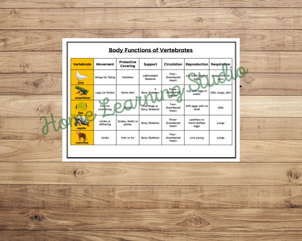 Vertebrates body functions cards
