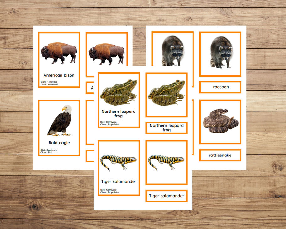 Animals of North America | 34 Montessori 3 part cards | Geography for Kids