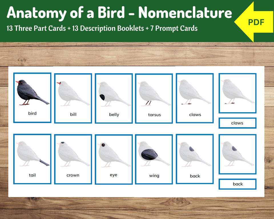 Parts of a bird | 13 Nomenclature cards + 13 Description Booklets