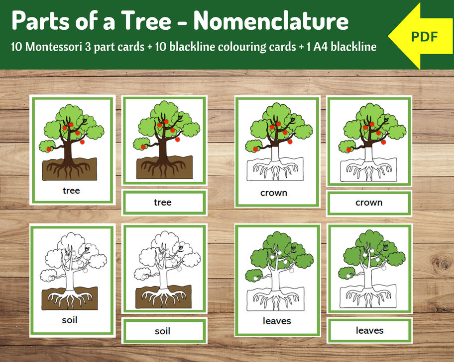 Parts of a Tree - Nomenclature Cards | Primary Education
