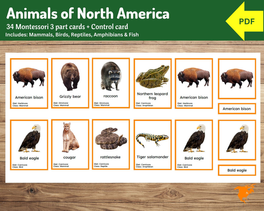Animals of North America | 34 Montessori 3 part cards | Geography for Kids