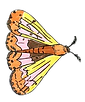 Moth