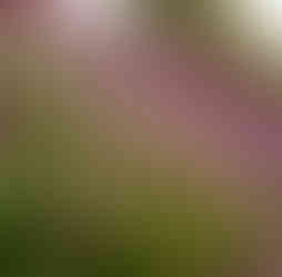 norfolk virginia best wedding photographers