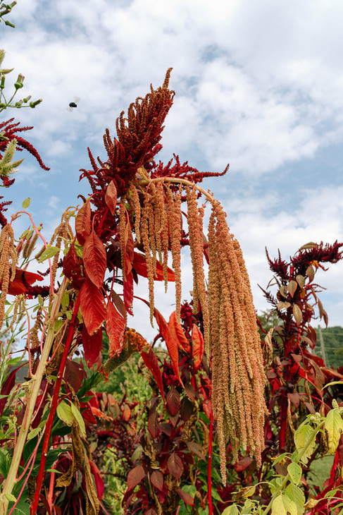 charlottesville wedding photographers