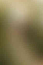 Bride and groom pose in front of altar