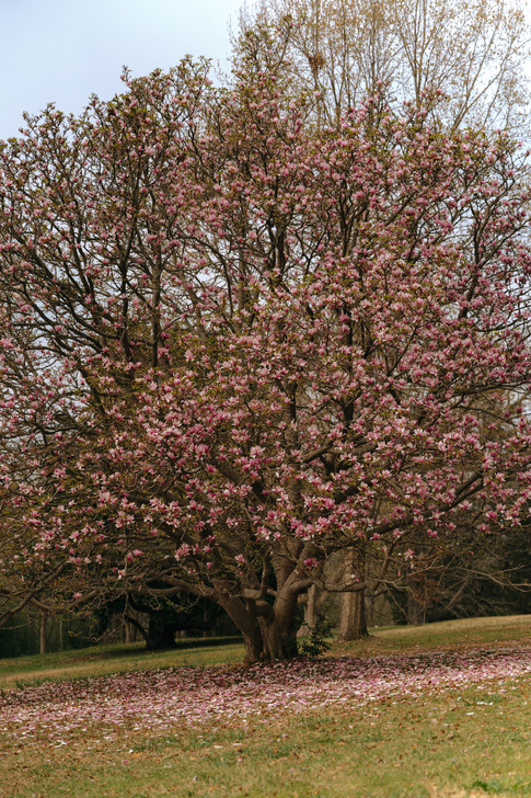 Spring Wedding Maymont RVA