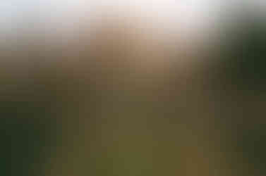 lesbian engagement photos washington dc