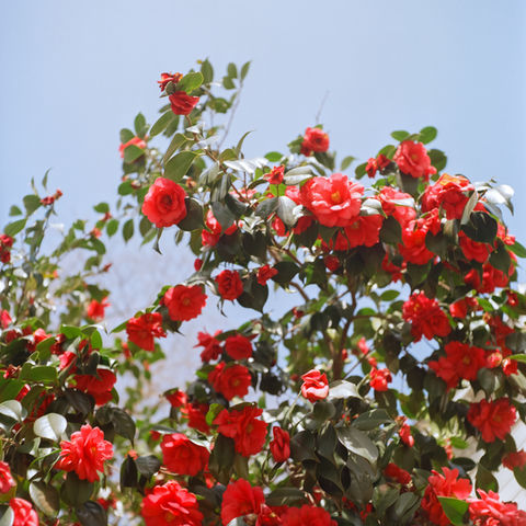 film photographers savannah georgia