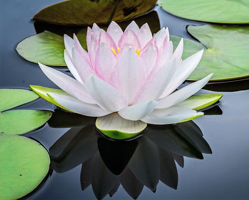 Pristine water lily_edited.jpg