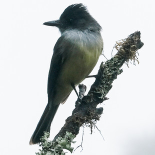 birding