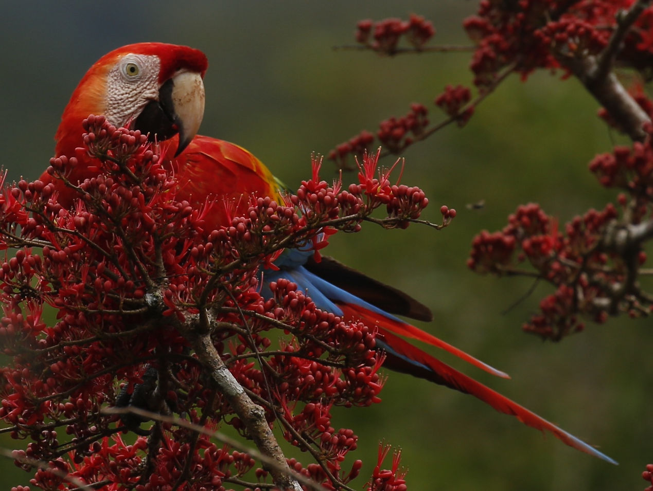 Scarlet Macaw_edited.jpg