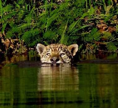 Jaguar swimming copy.jpg