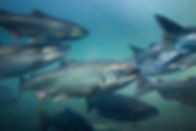 AdobeStock_227986733.jpeg