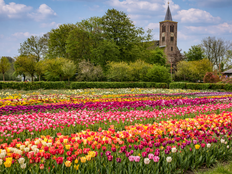 Hortus Bulborum Limmen | dagelijks 14:00 (21 maart t/m 10 mei 2026)