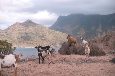 Manutea Rambaud photographe maanurmd photographie illustration numérique carte postale procreate tahiti polynesie francaise océanie patutiki nuku hiva marquises paysages mana chèvres