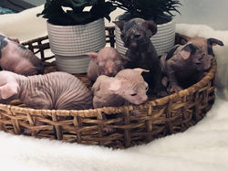 313508091_3025793557719567_6821525708183329016_n