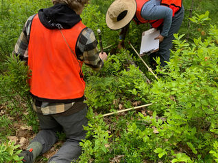 Sci-Comm: Holt Research Forest Understory Relevés (1m2 Plots, S1 Lines, and Subquadrats)