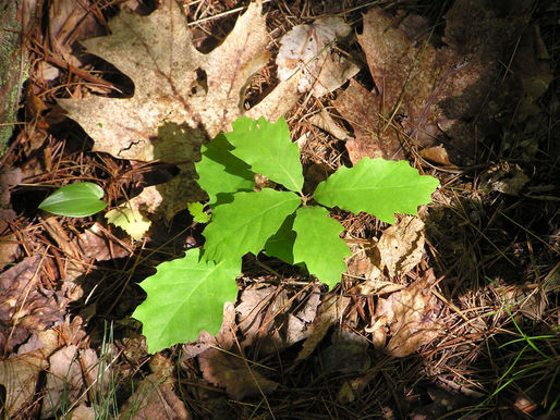 Sci-Comm: Holt Research Forest Tree Seedling Counts