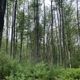A new cohort of white pine seedlings.