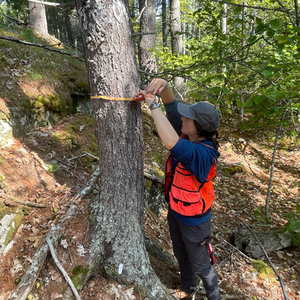 Communications and Development Intern Sarah, gains first hand experience at Holt Research Forest taking timber inventory.