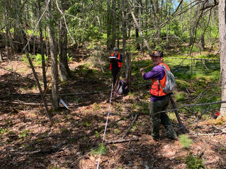 Holt Research Forest Completes 100% Timber Inventory