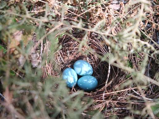 Rooted in Biodiversity