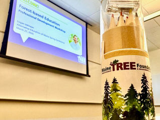 🌲 What can you learn from the forest? 🌳 