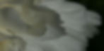 angel wings.jpg