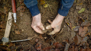 Follow the dogged chase of “The Truffle Hunters” 