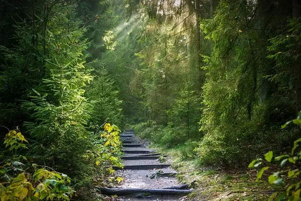 Ein Waldstück in Leutenbach