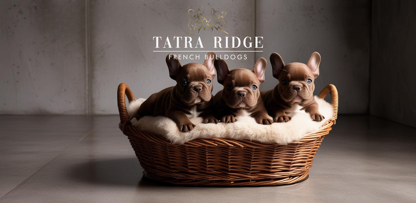 French Bulldog Puppies Sydney Australia