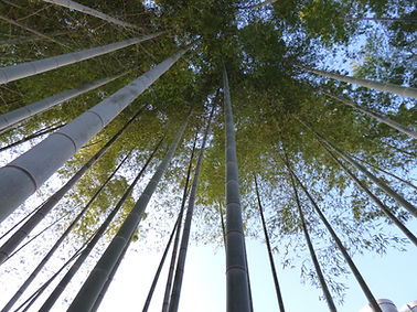 適度に間伐された竹林