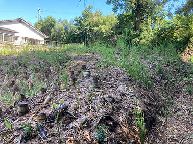 竹林整備後の再生竹発生状況