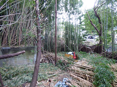 竹林整備作業中