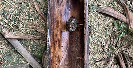 蜂には十分ご注意下さい！