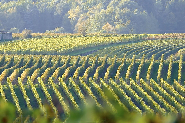 Rolling vineyard with lush, green rows of grapevines. Forested hills in the background under soft, diffused sunlight. Calm atmosphere.