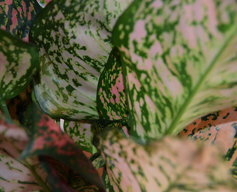 plant detail 2.JPG