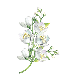 watercolor-jasmine-png-picture-21610819307ogrdsujisv.png