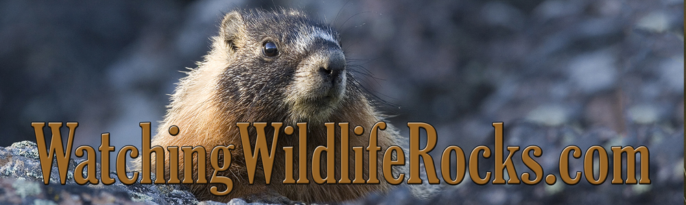 Marmot