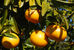 Trial and error session~ORANGES and MANDARINS!